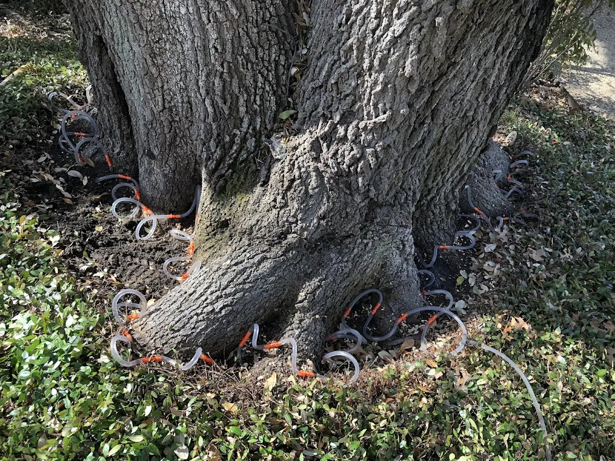 Detailed Tree Cabling and Bracing job site in Thayer
